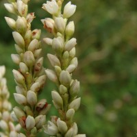 Persicaria barbata (L.) H.Hara